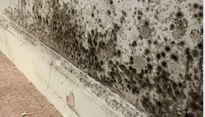 Supercon Projects Damp Proofing